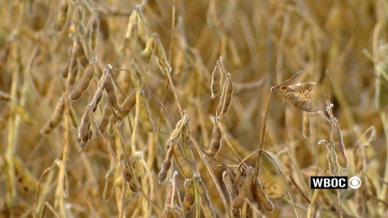 U.S.–China soybean agreement brings hope to Delaware growers